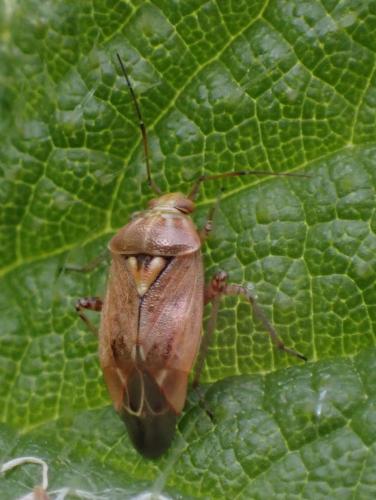 Réf. 315 099 : Lygus rugulipennis